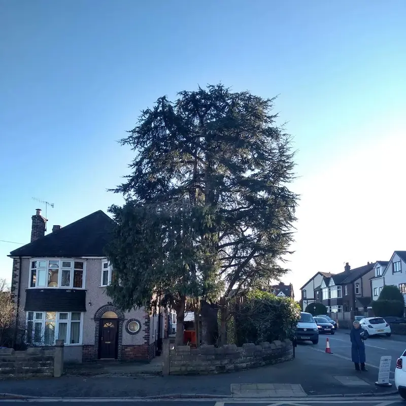 Cedar tree reduction after