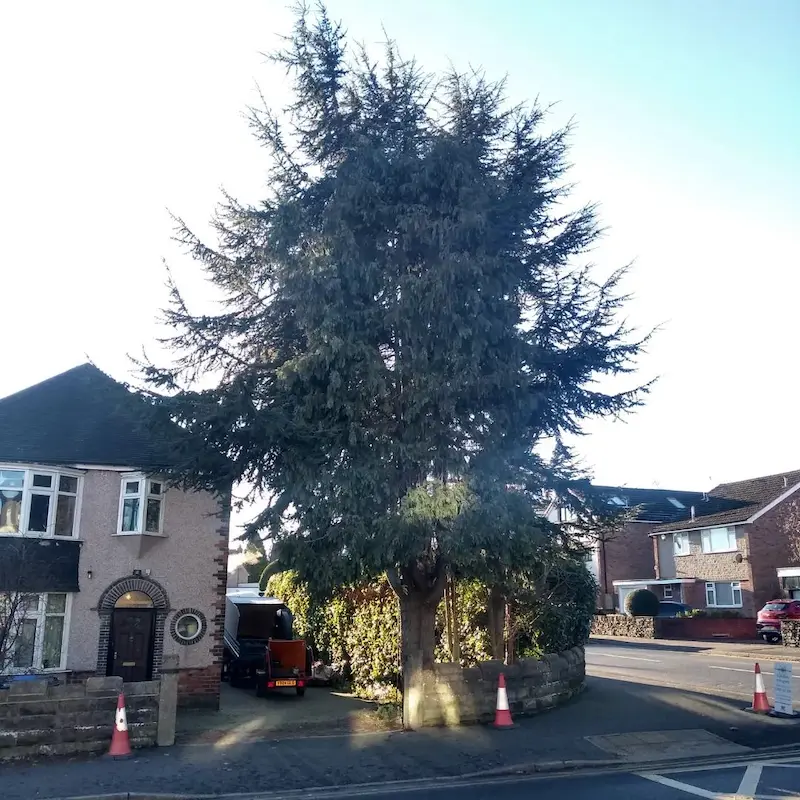 Cedar tree reduction before