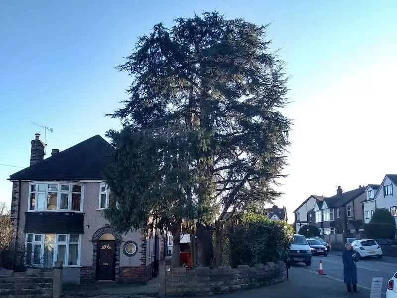 Cedar tree reduction in Sheffield