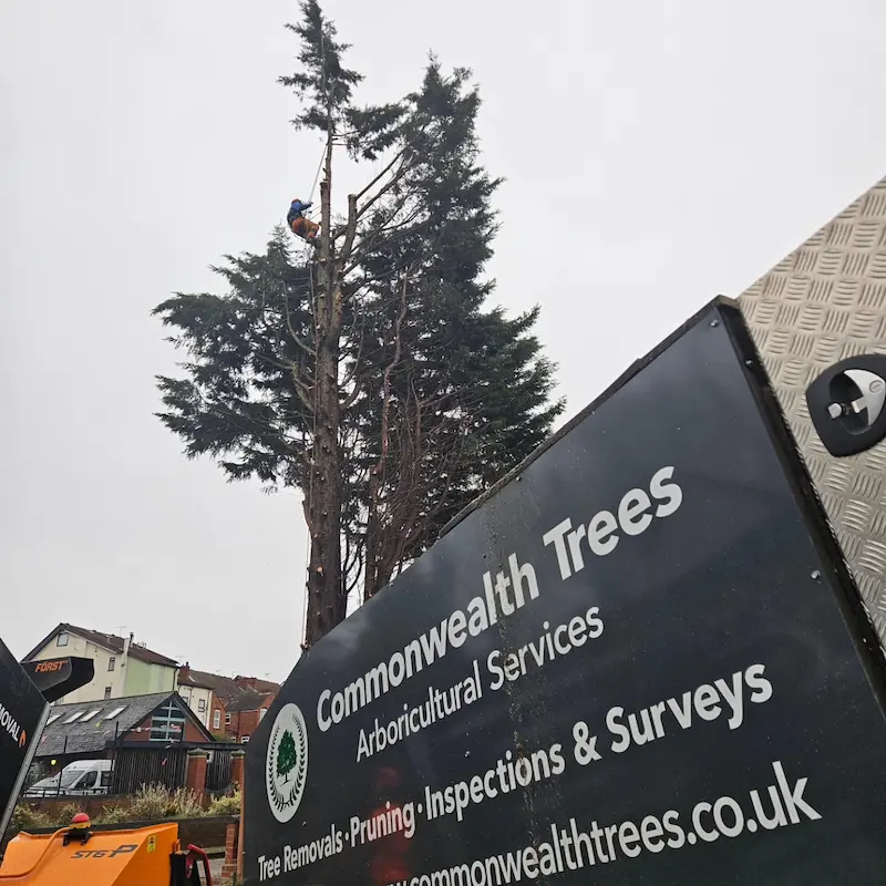 Conifer hedge removal in Chesterfield