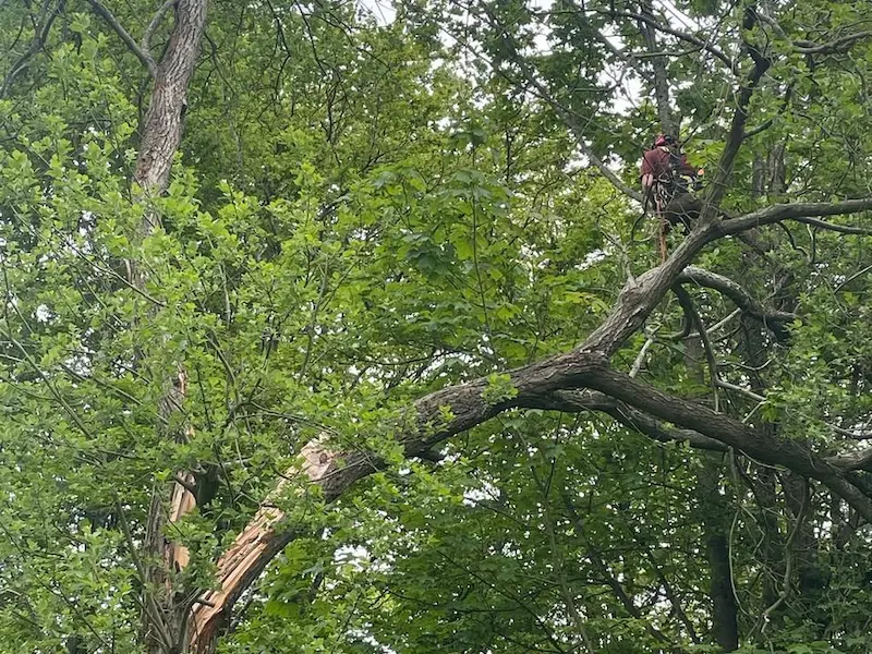 Emergency stomr damage tree removal in Ashover