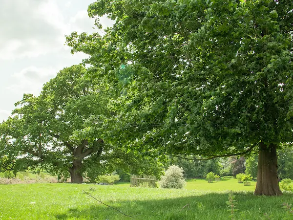 Landowner tree surveys in the peak district