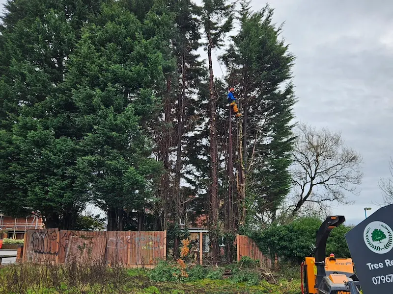 Large conifer removals in Chesterfield