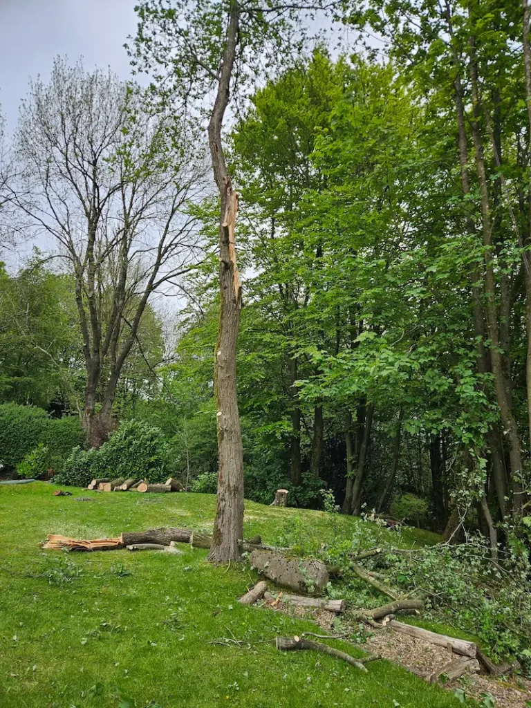 Storm damaged tree removal