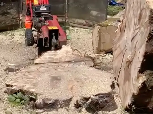 Stump grinding and stump removal across Sheffield, Chesterfield, Matlock and North East Derbyshire
