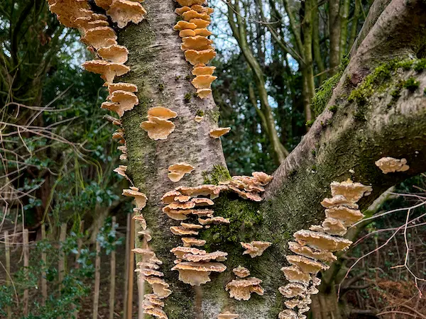 Tree condition reports in the peak district