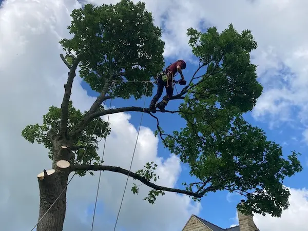 Tree felling services across Sheffield, Chesterfield, Matlock and North East Derbyshire