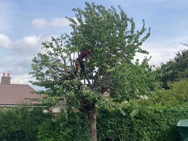 Tree reductions