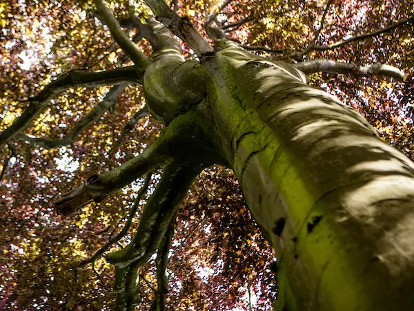 Tree safety reports in the peak district