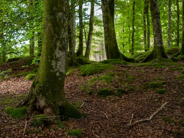 Woodland tree surveys in the peak district