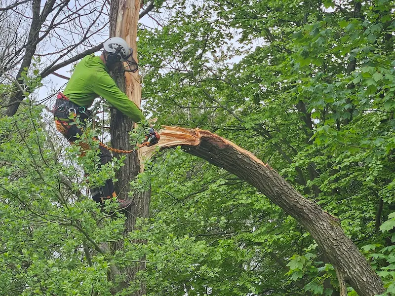 Dangerous tree removal in Spitewater